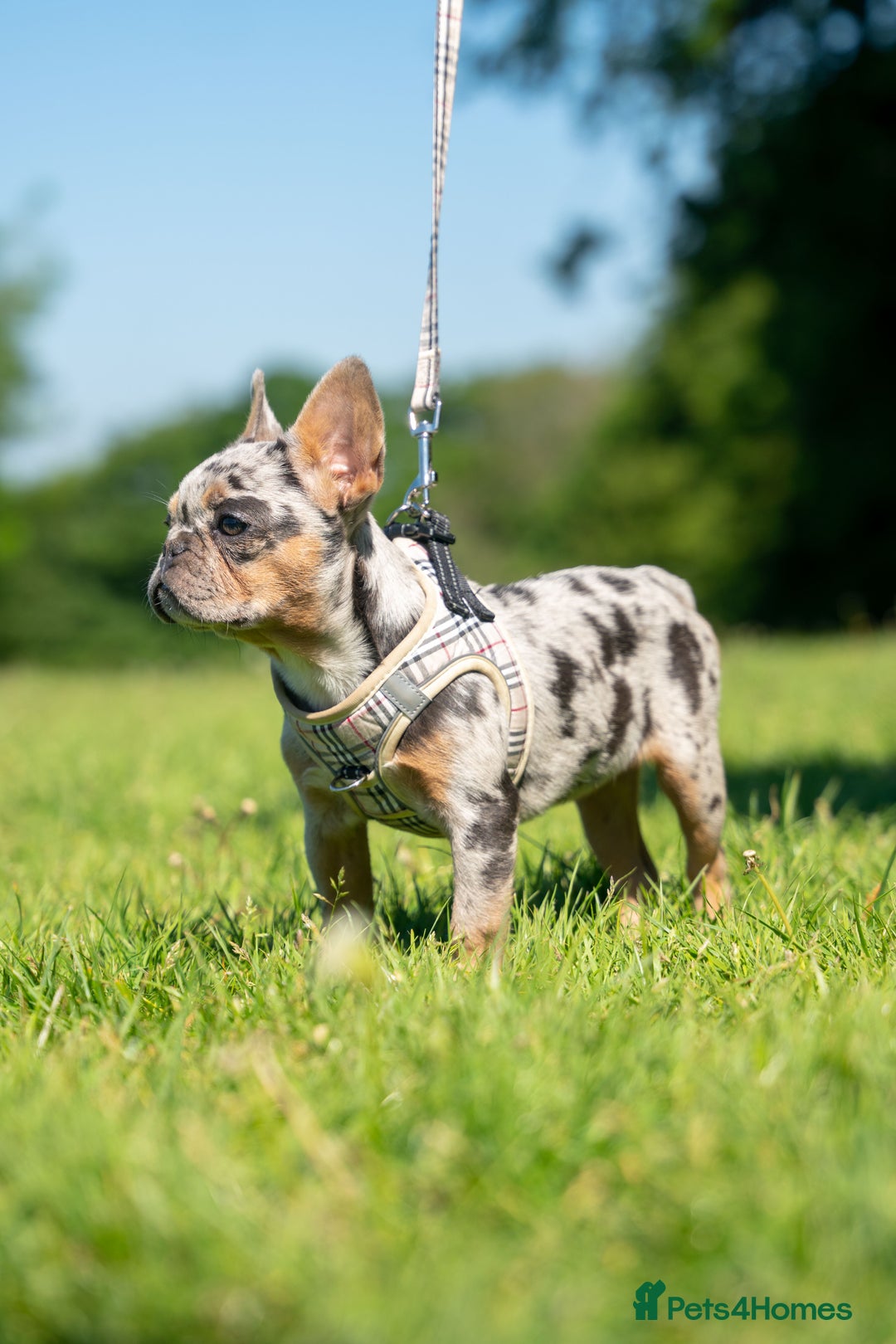 French Bulldog dogs for sale: 🐾Female Merle French bulldog💖 - Image 4