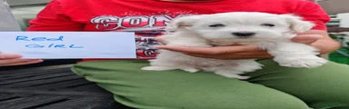 Bichon Frise Puppy 5