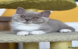 British Shorthair cats for sale: GGCF registered lilac bi kittens available  - Image 2