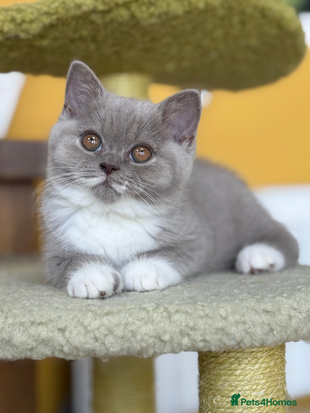 British Shorthair cats for sale: GGCF registered lilac bi kittens available  - Image 2