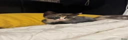 Mixed Breed cats for sale: Sphynx cross kittens - Advert 6