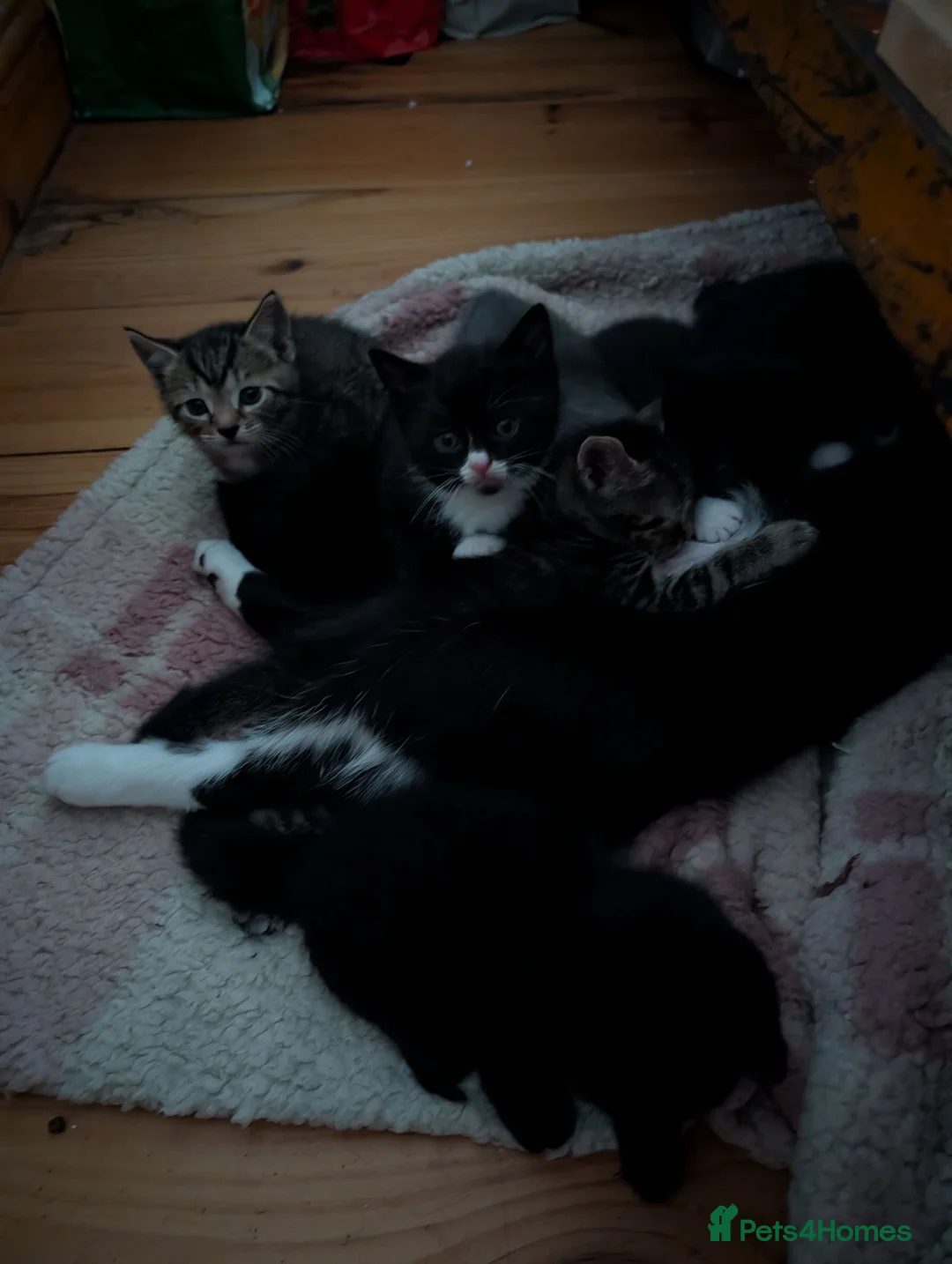 Mixed Breed cats for sale: Lovely variety pack of kittens  in Penzance - Advert 16
