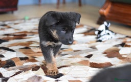 German Shepherd dogs for sale: German Shepherd Puppies - Image 29