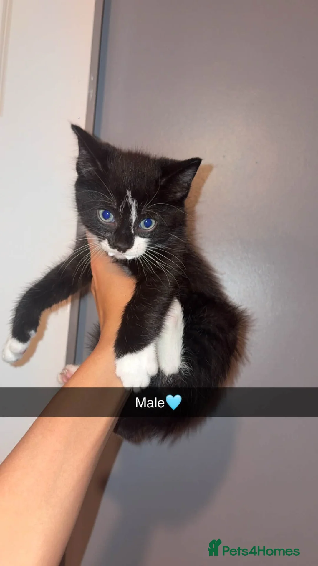 Mixed Breed cats for sale: 4 kittens  - Advert 2