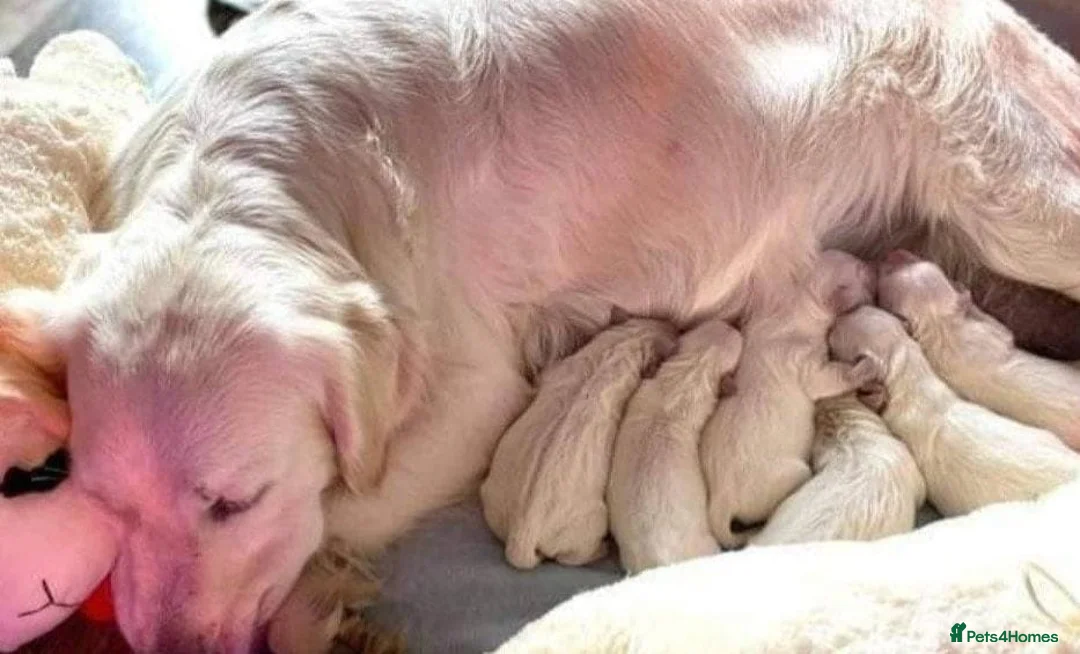 Golden Retriever dogs for sale: Extensively health tested Golden retriever puppies - Advert 5