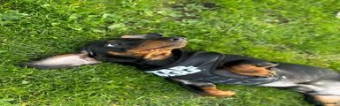 Dachshund 1