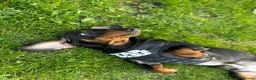 Dachshund dogs for sale: Dachshund  in Wisbech - Advert 2