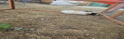 Guinea Pig rodents for sale: Two boy guinea pigs beautiful  - Advert 2