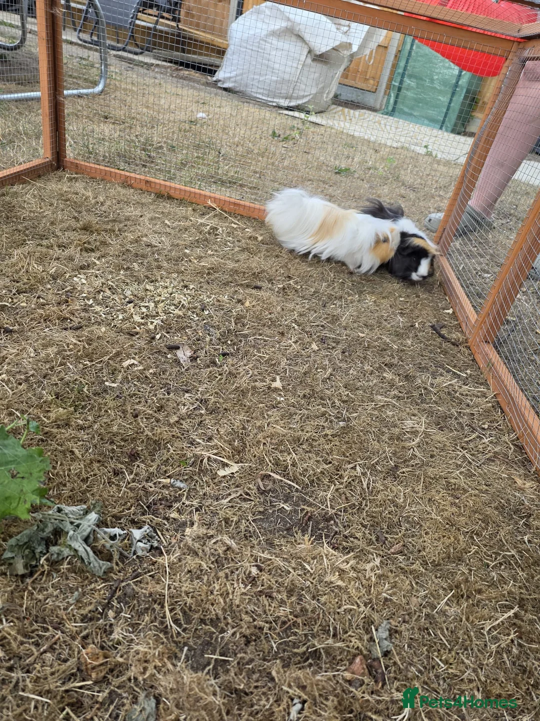 Guinea Pig rodents for sale: Two boy guinea pigs beautiful  - Advert 2