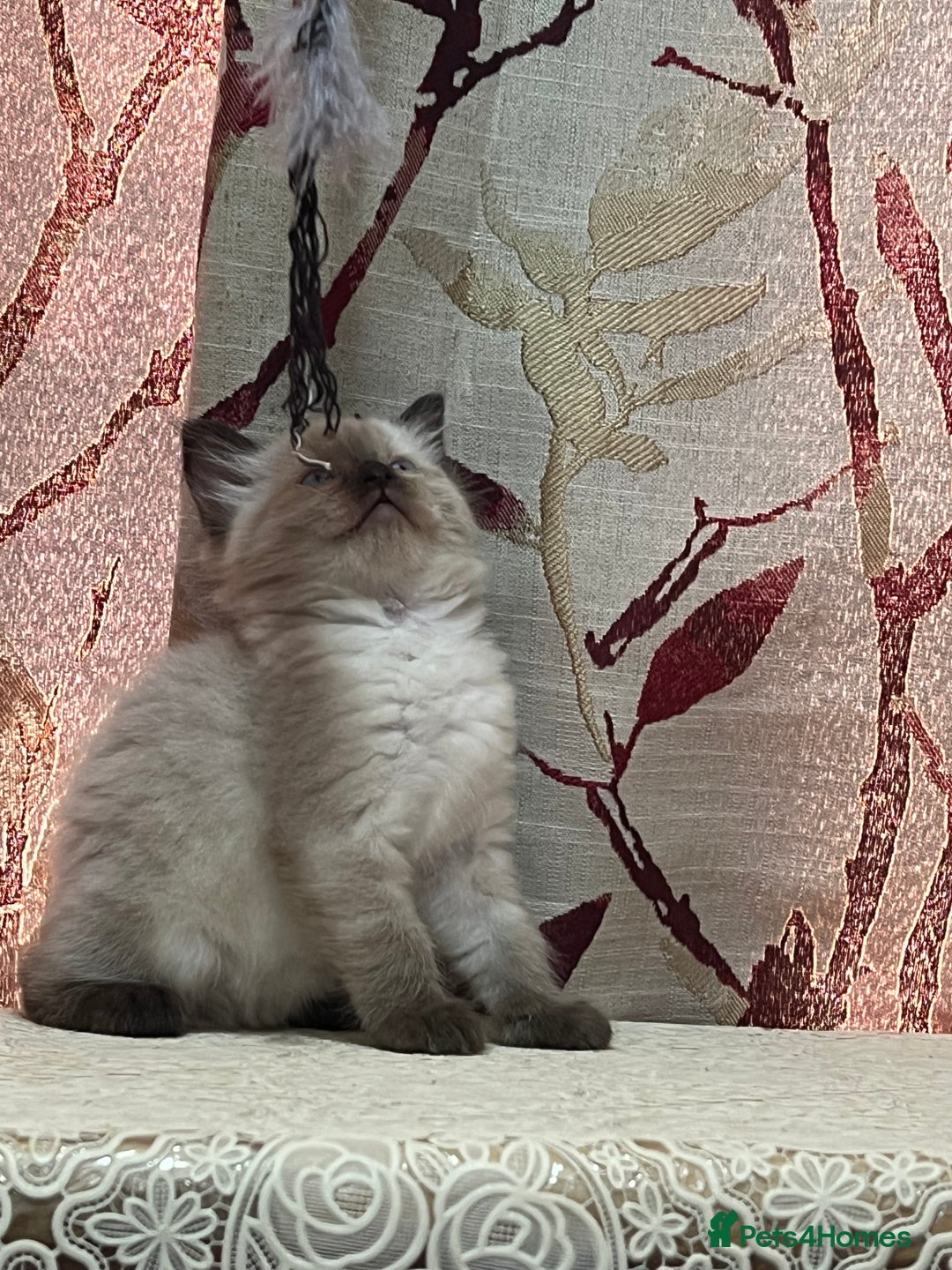 Ragdoll cats for sale: Cute ragdoll🌹🤎 - Image 19