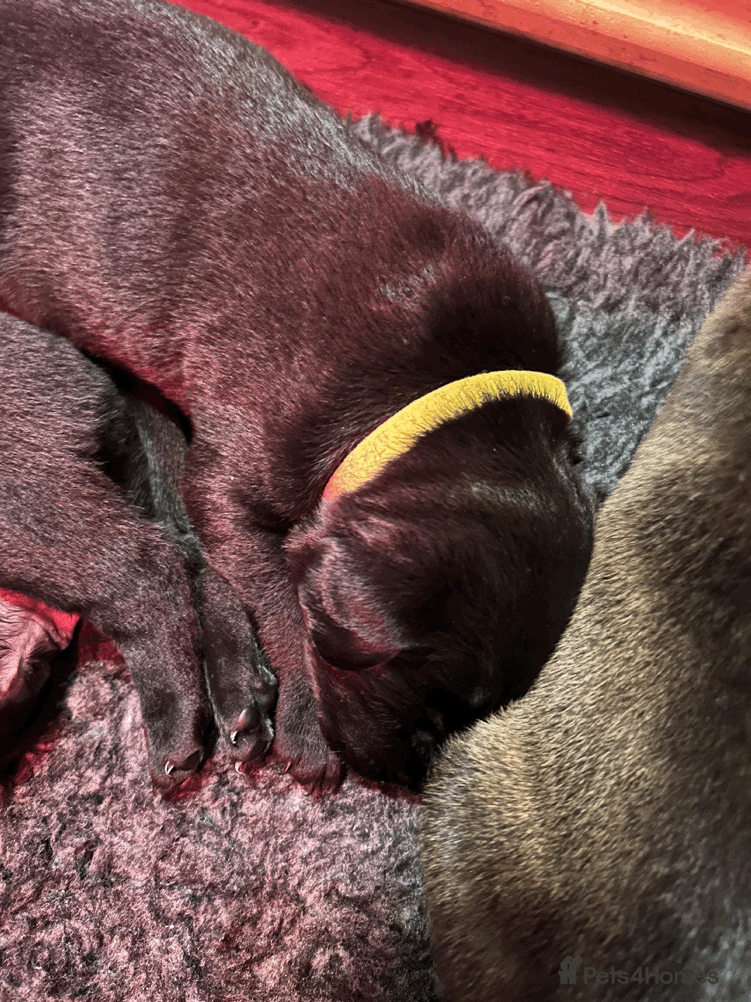 Mixed Breed dogs for sale: Staffordshire Labrador Cross - Image 10