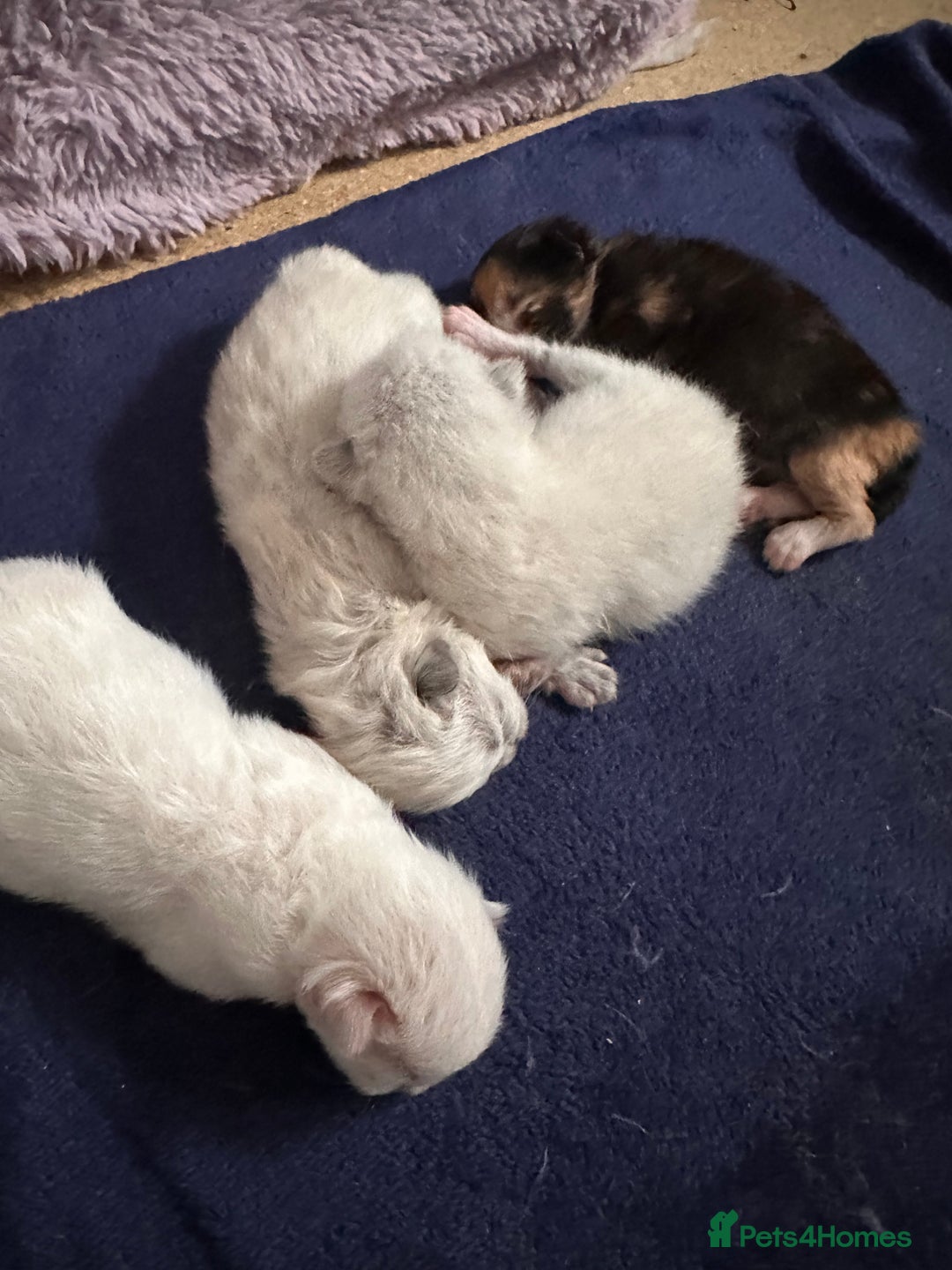 Ragdoll cats for sale: Ragdoll mix  - Advert 5