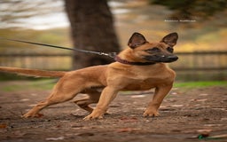 Belgian Shepherd Dog dogs for sale: Belgian Malinois Male  - Advert 2