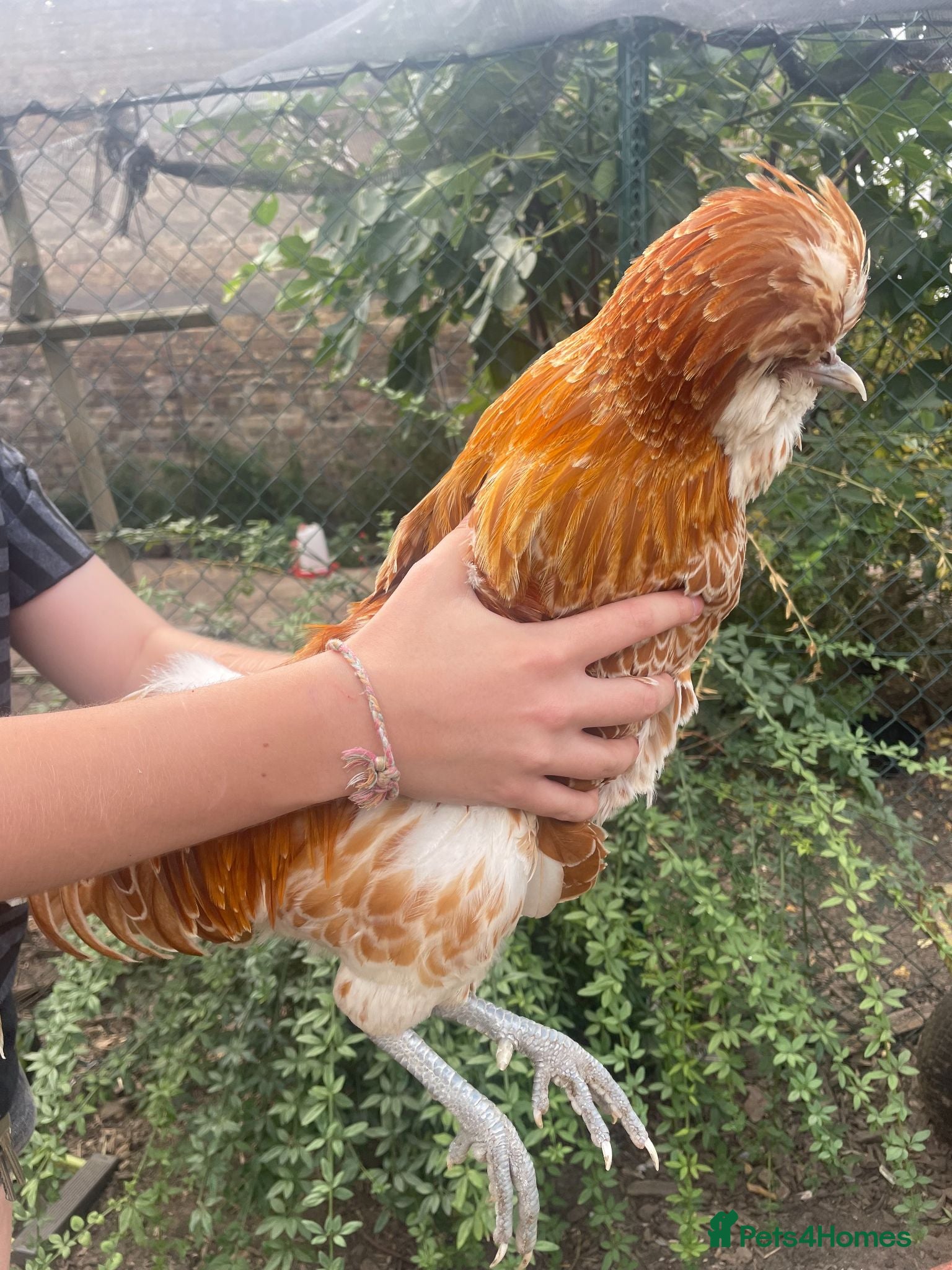Chickens poultry Male Buff Polish chicken for sale - Advert 2