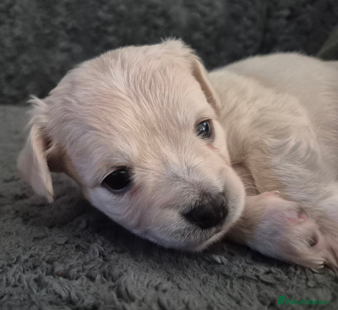 Chiweenie dogs for sale: Chihuahua + chiweenie puppies  - Advert 5