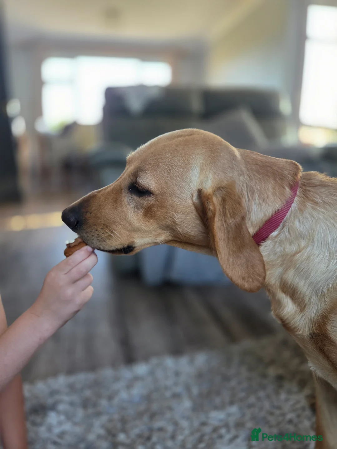 Labrador Retriever dogs for sale: Two male labradors in Spalding - Advert 7