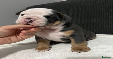 English Bulldog dogs - Advert 11