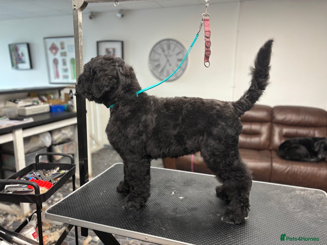 Russian Black Terrier dogs for sale: russian black terrier  in Ballyclare - Image 6