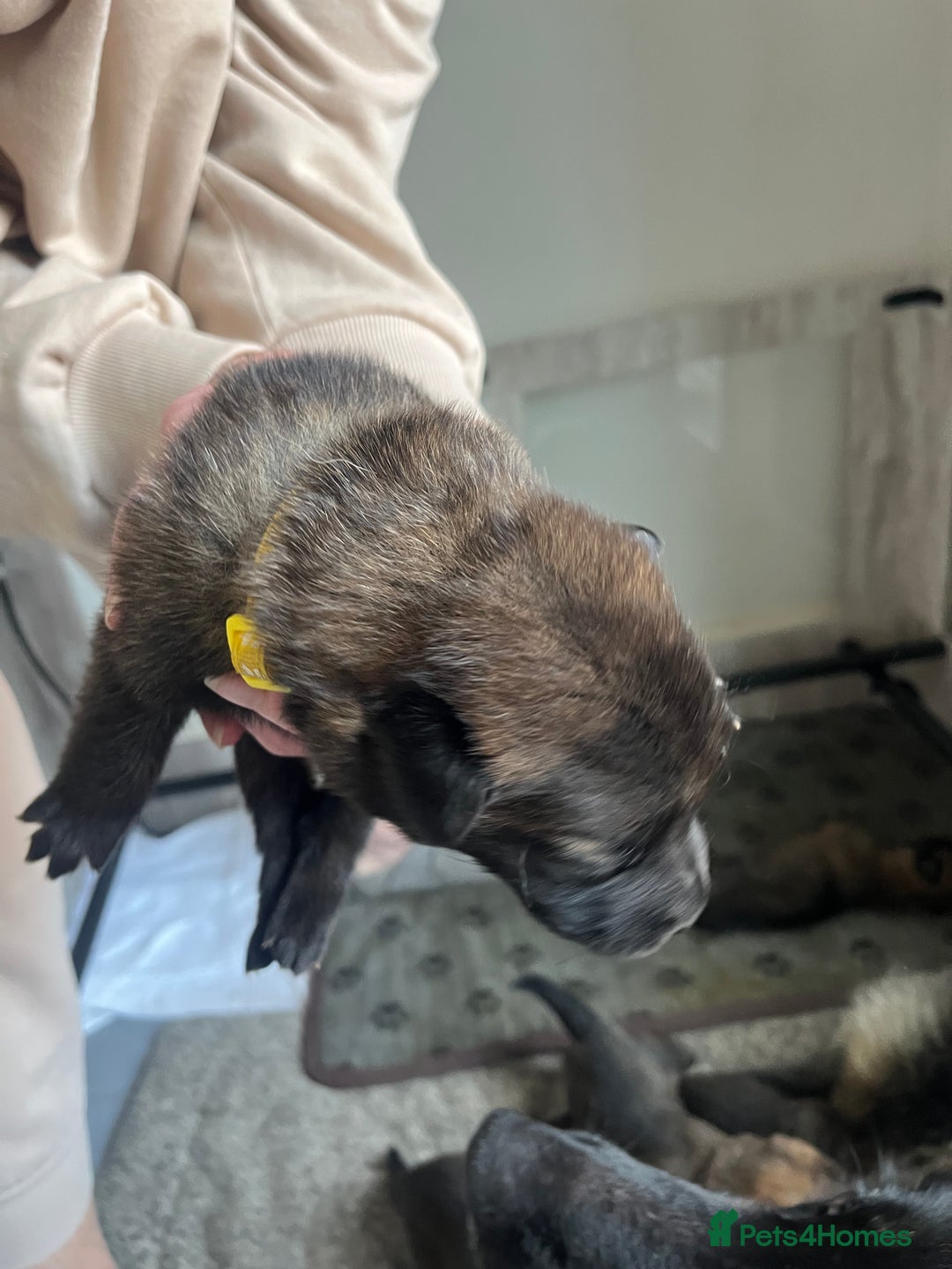 Mixed Breed dogs for sale: Adorable litter of 'shepinois' - Image 9