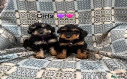 Mixed Breed dogs for sale: F1 MINI SCHNOODLE PUPPIES  - Image 1