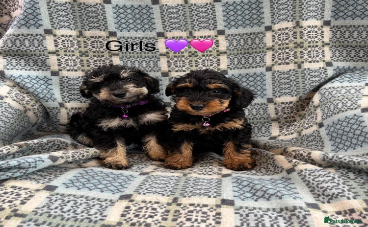 Mixed Breed dogs - Advert 14