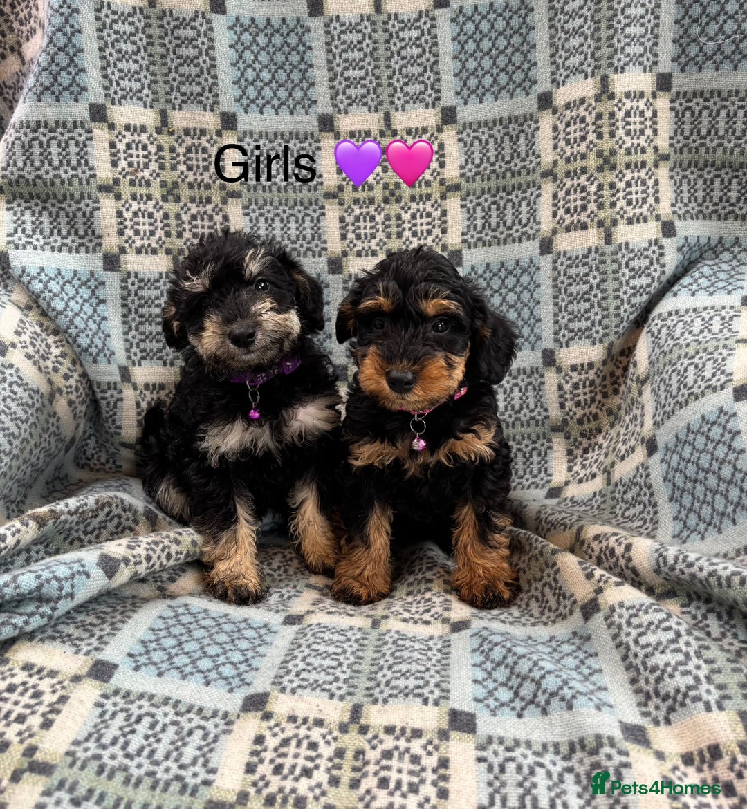 Mixed Breed dogs for sale: F1 MINI SCHNOODLE PUPPIES  - Image 1