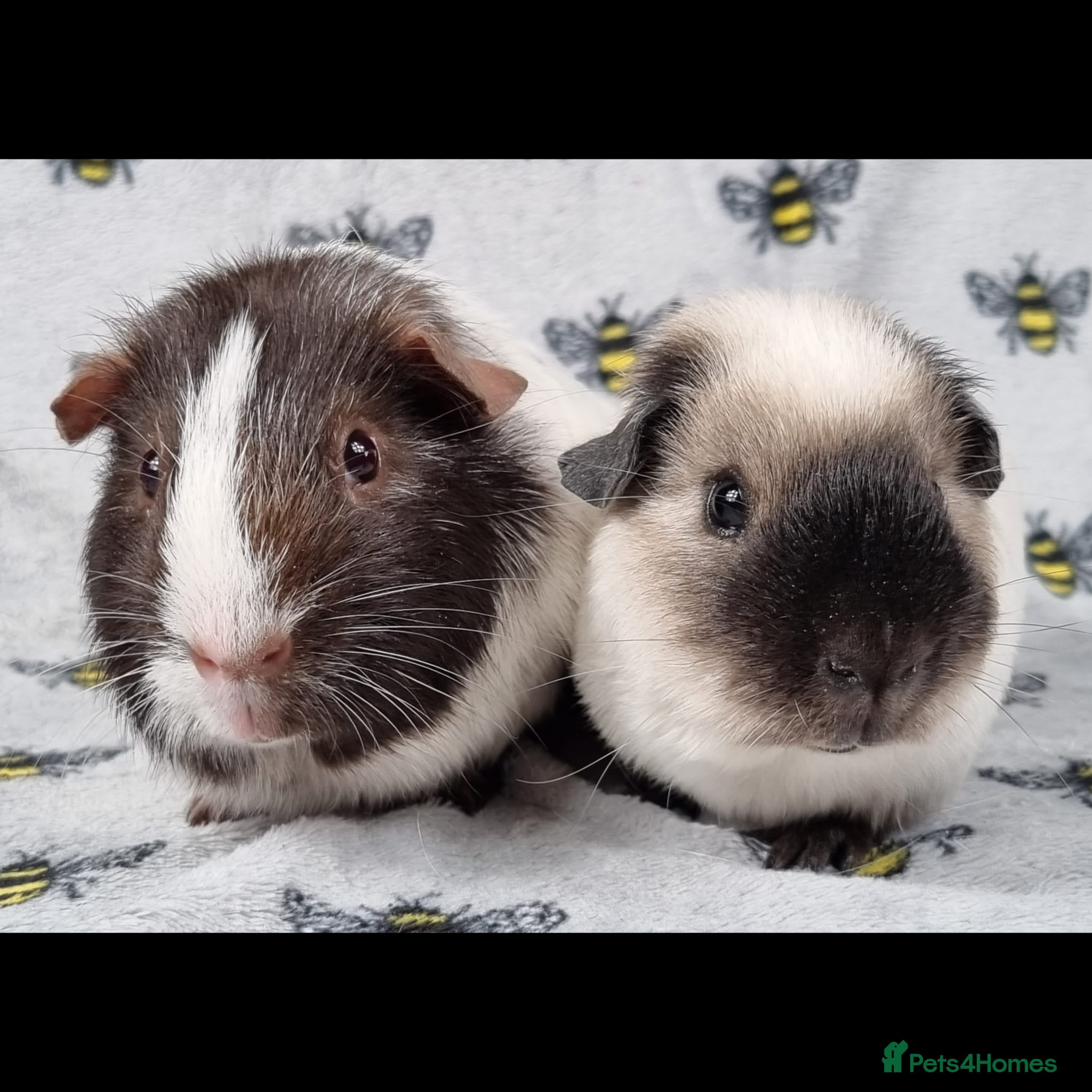 Guinea Pig rodents Bonded Male Guinea Pigs - Reggie and Charlie - Advert 1