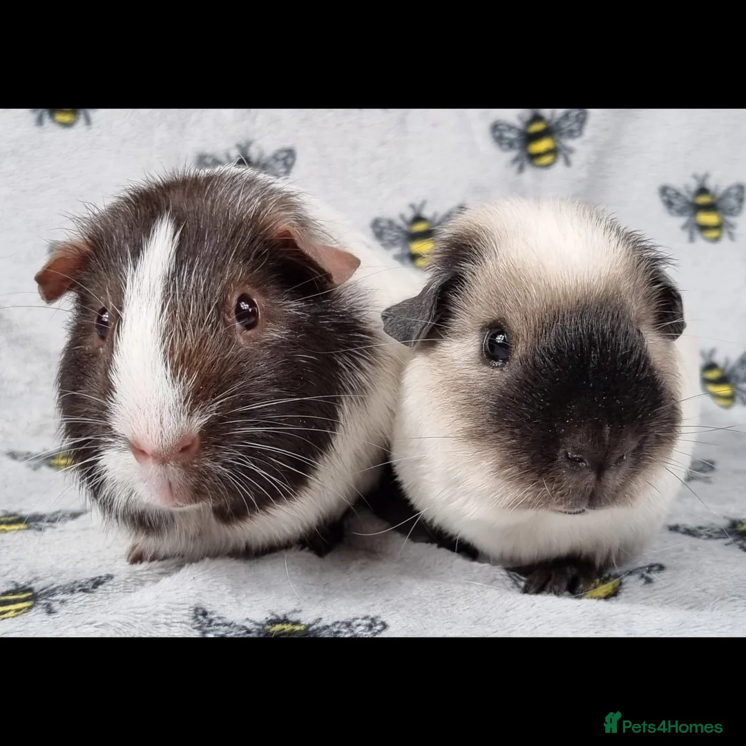 Guinea Pig rodents for sale: Bonded Male Guinea Pigs - Reggie and Charlie in Llangefni - Advert 1