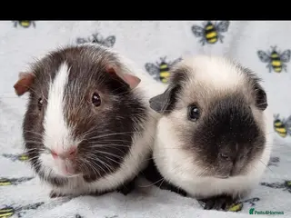 Guinea Pig rodents Bonded Male Guinea Pigs - Reggie and Charlie - Advert 1