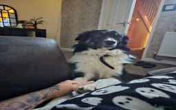 Border Collie dogs for sale: Beautiful border Collie bailey - Image 1