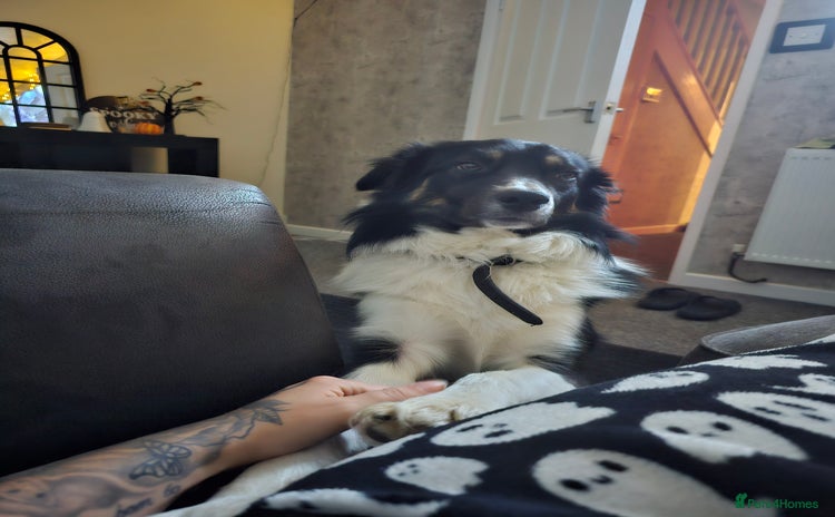 Border Collie dogs - Advert 9