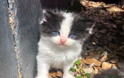 Mixed Breed cats for sale: Delilah’s kittens - Image 3