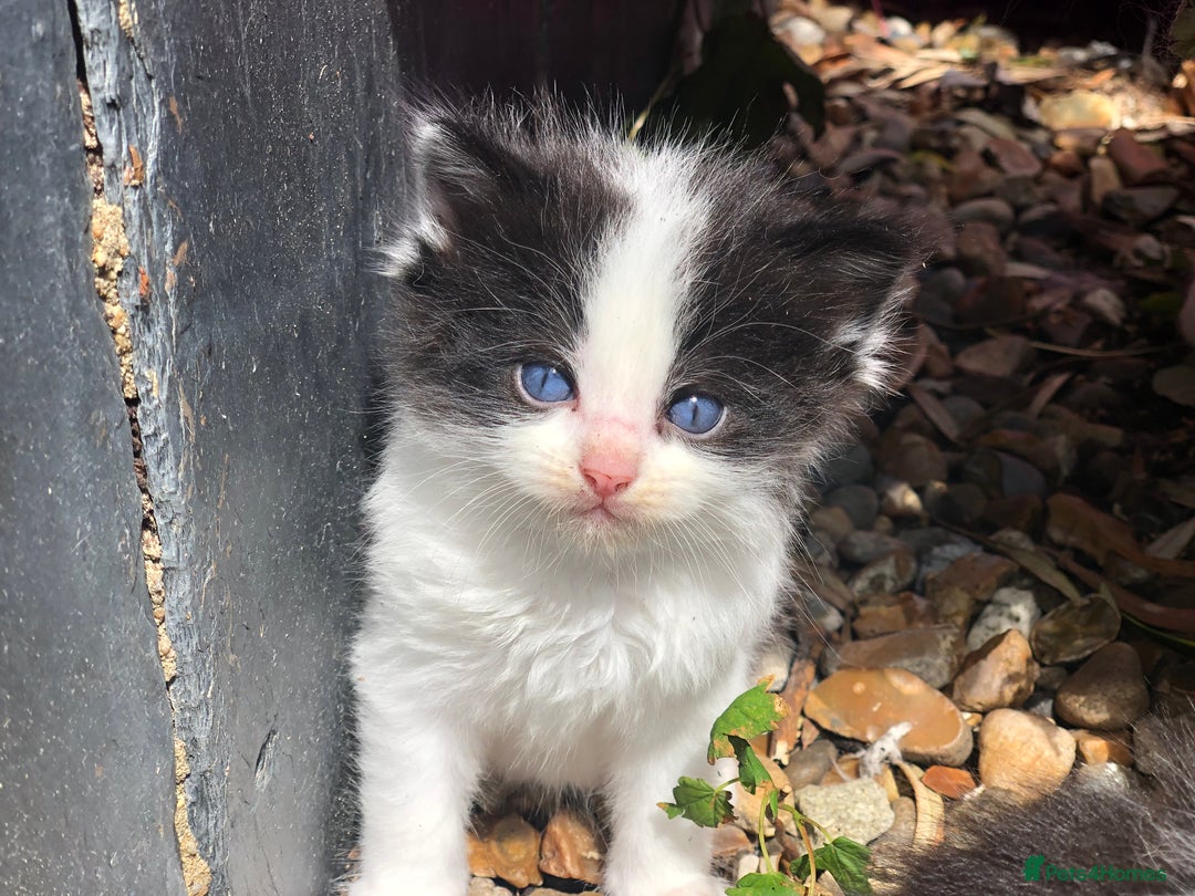 Mixed Breed cats for sale: Delilah’s kittens - Image 3