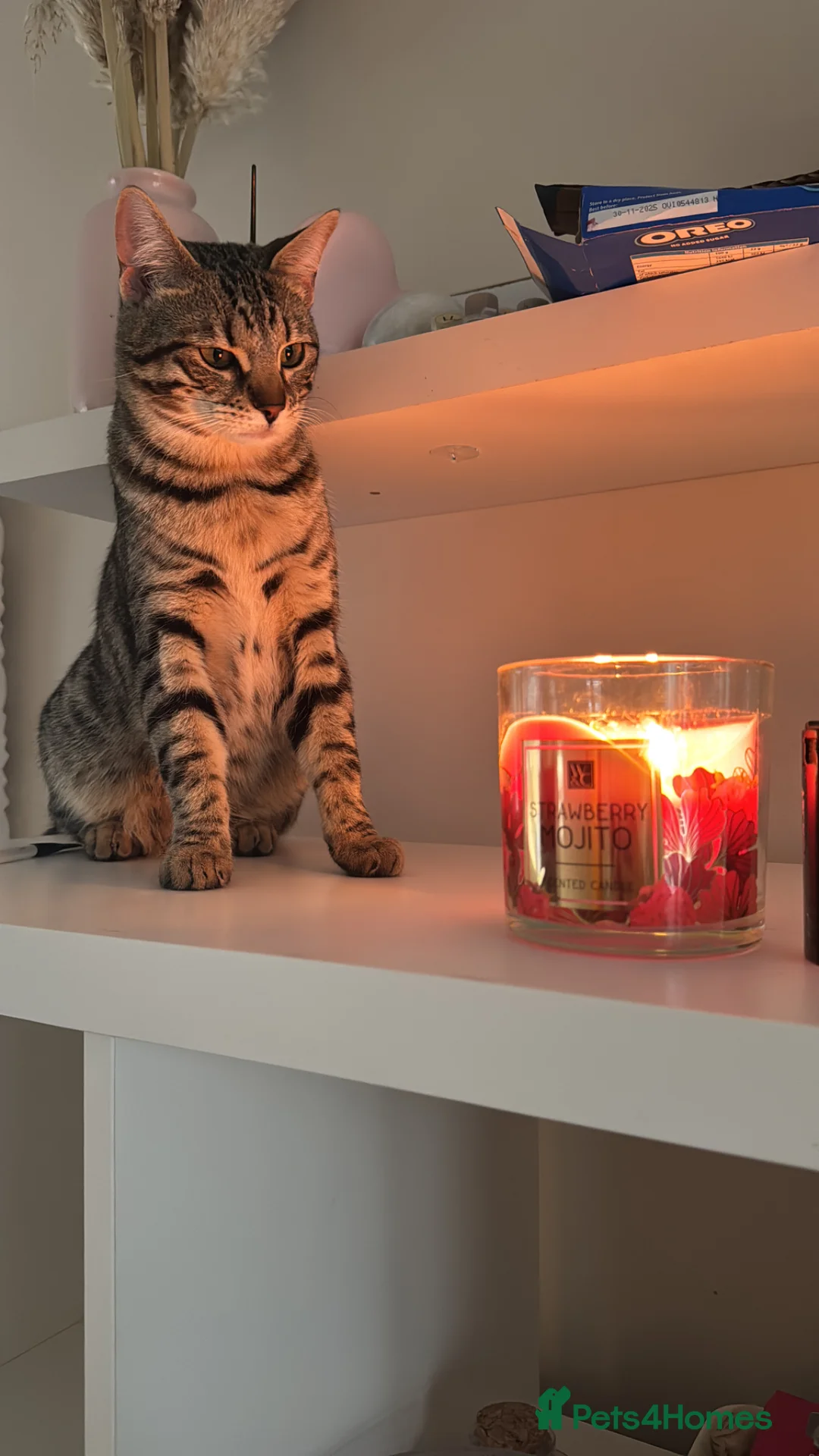 Bengal cats for sale: 2 beautiful female cats needing rehoming  in Basildon - Advert 2