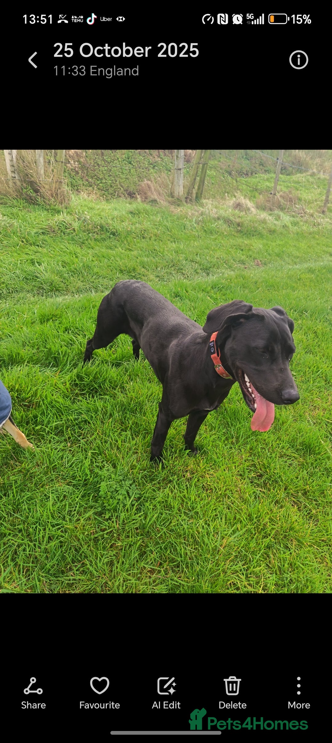 Mixed Breed dogs for sale: Cane Corso x lurcher (saluki/greyhound) )  - Advert 6