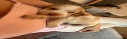Mixed Breed dogs for sale: F1BB ENGLISH SHOW TYPE COCKERPOOS in Waterlooville - Advert 22