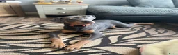 Mixed Breed dogs for sale: Doberman Rottweiler cross for sale  - Advert 2