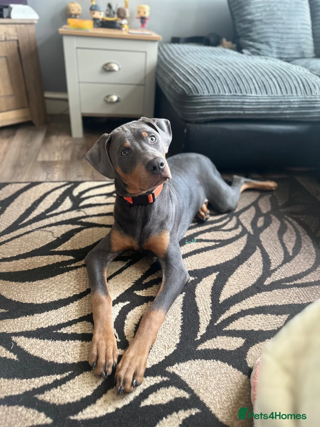 Mixed Breed dogs for sale: Doberman Rottweiler cross for sale  - Advert 2