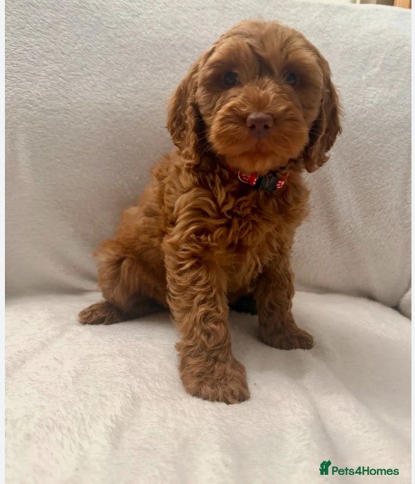 Cockapoo dogs Beautiful Cockerpoo girl  - Advert 4