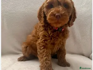 Cockapoo dogs Beautiful Cockerpoo girl - Advert 4