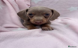 Dachshund dogs for sale: Beautiful dachshund looking for there forever home - Image 4