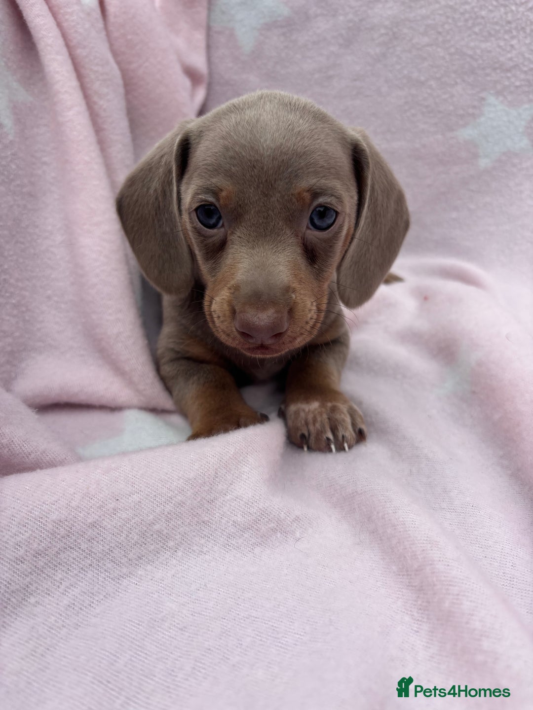 Dachshund dogs for sale: Beautiful dachshund looking for there forever home - Image 4