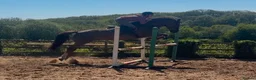British Warmblood horses for sale: Oscar - legend by name and nature  - Advert 3