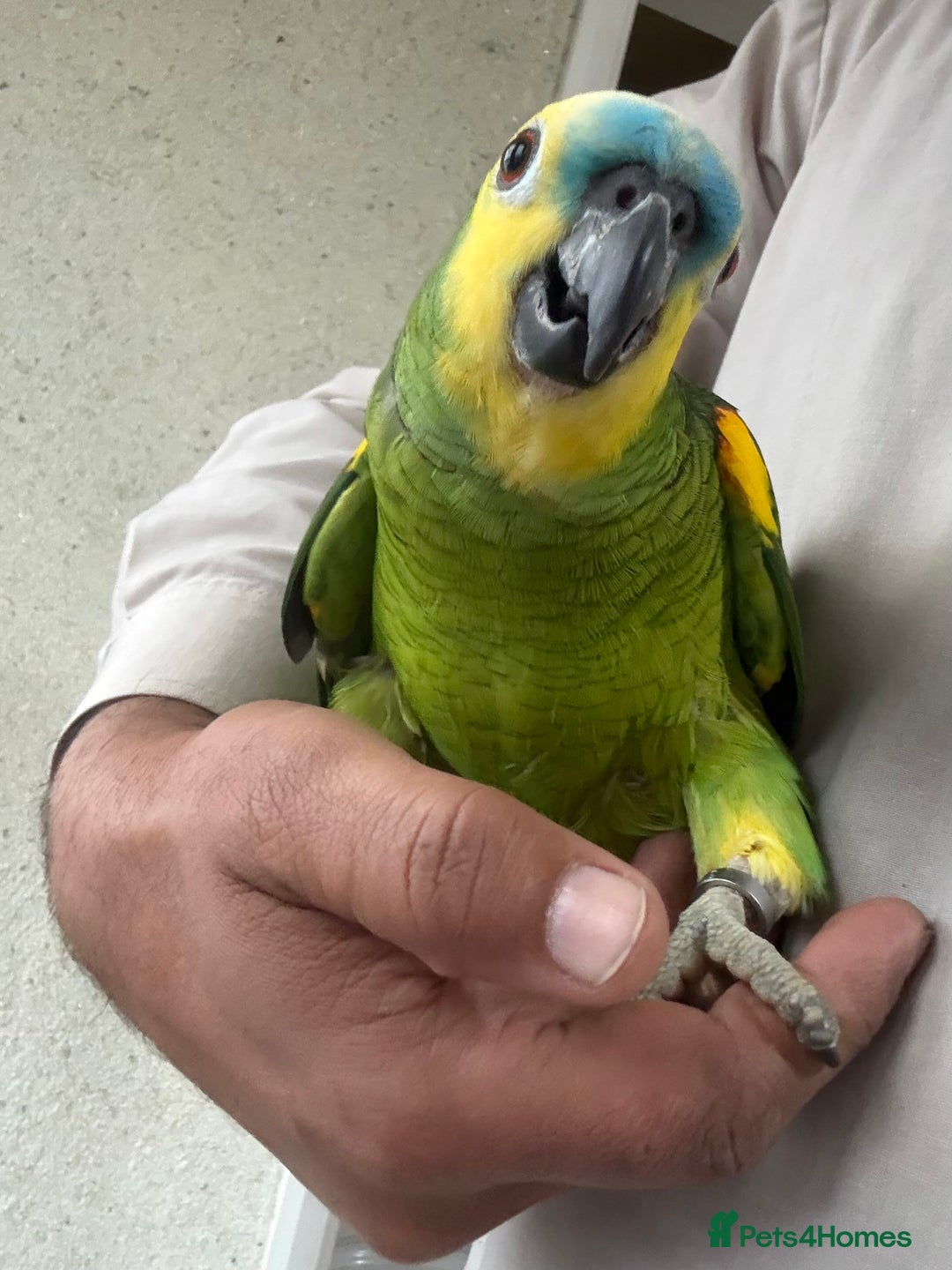 Parrots birds for sale: Blue Font Amazon Male Parrot sorry sold now - Advert 3