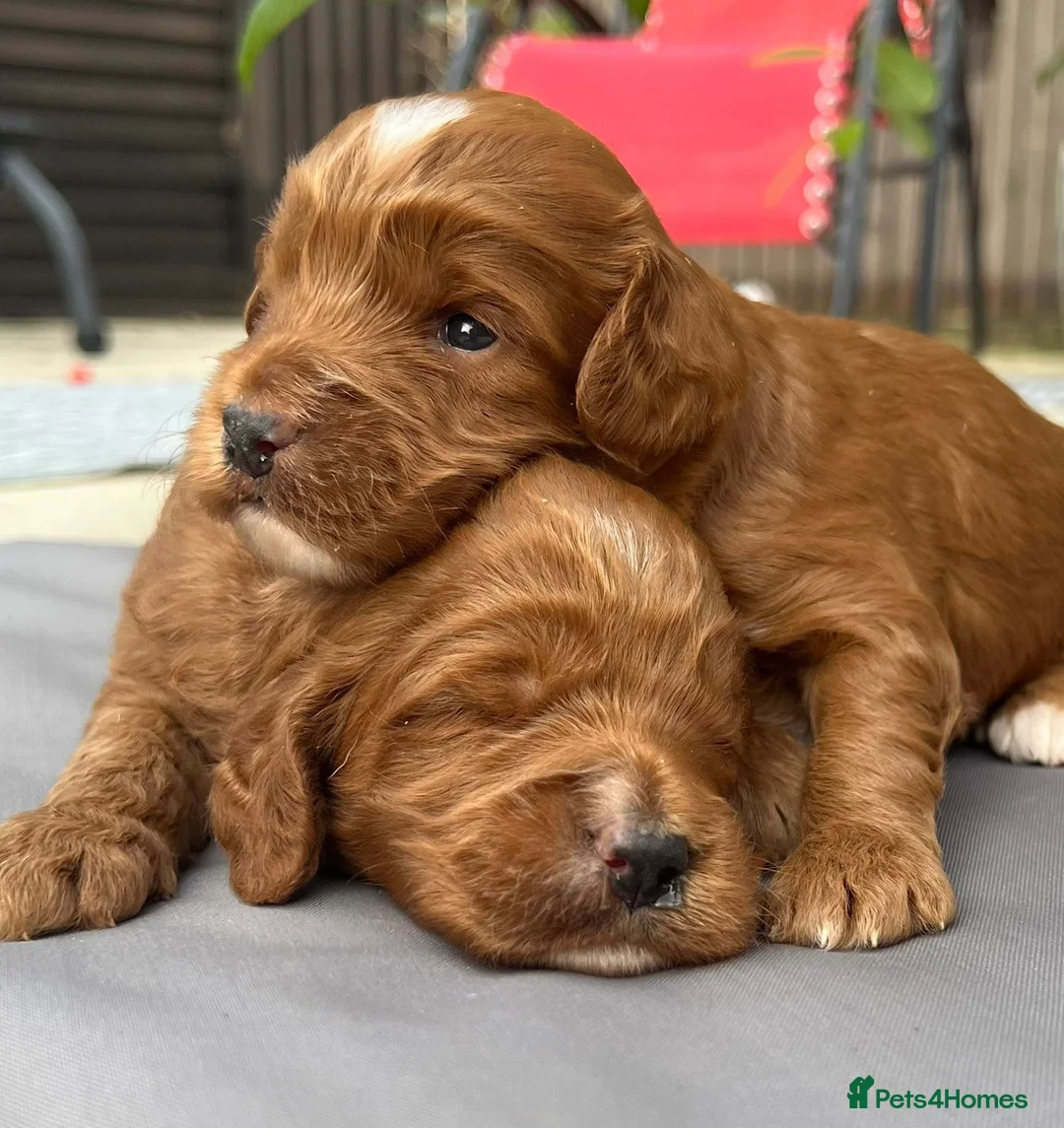 Toy Poodle dogs for stud: Health tested toy poodle for stud only  in Wisbech - Advert 8