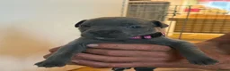 Staffordshire Bull Terrier dogs for sale: 🐾 Gorgeous Blue Staffordshire Bull Terriers Pups  - Advert 30