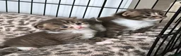 British Longhair cats for sale: Stunning British Longhair Kittens  - Advert 16