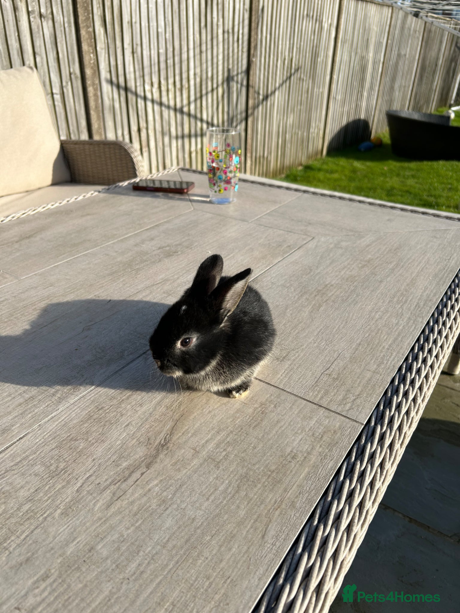 Dwarf Lop rabbits Dwarf lop rabbits for sale - Advert 1