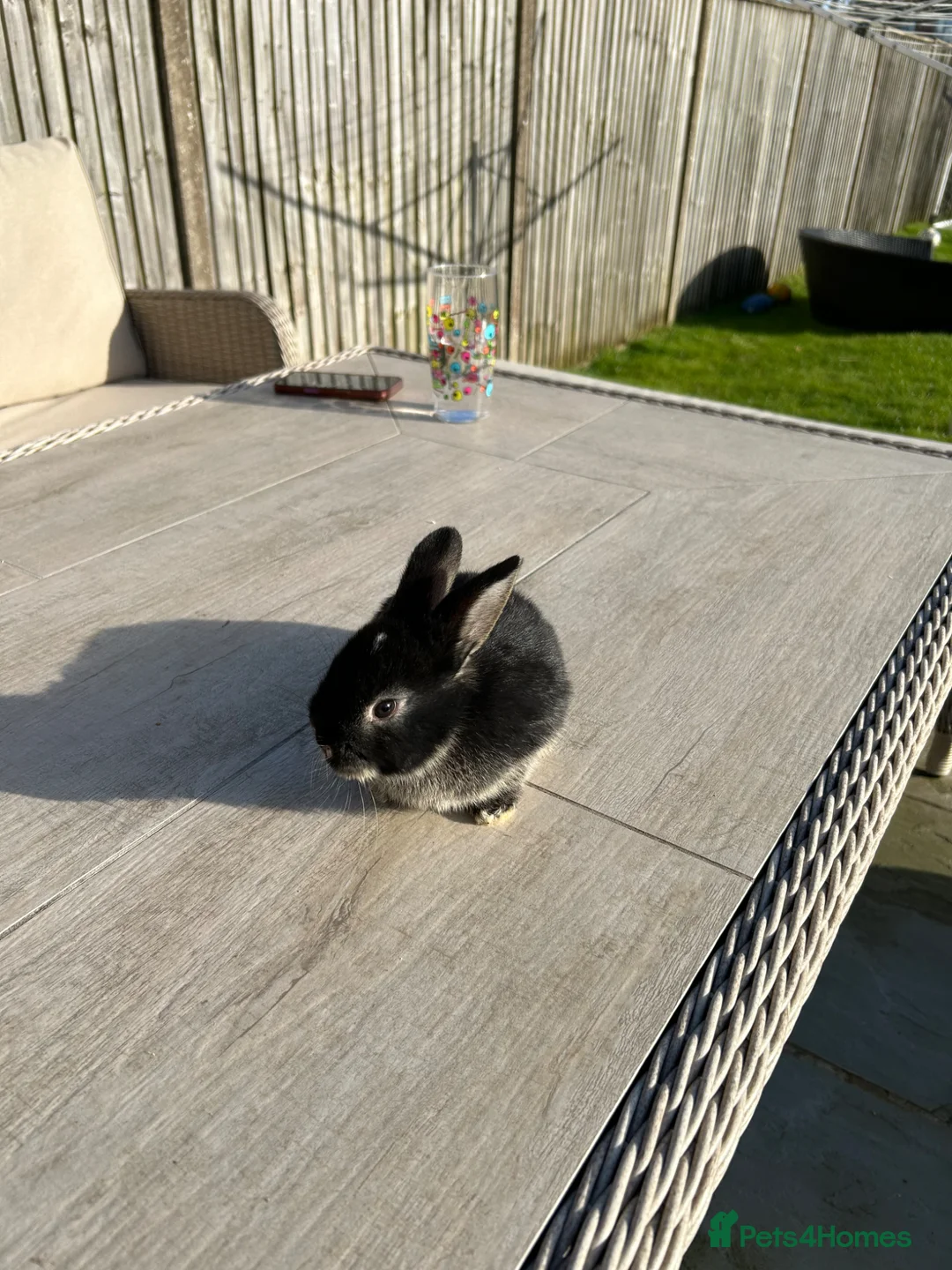 Dwarf Lop rabbits for sale: Dwarf lop rabbits for sale in Burgess Hill - Advert 1