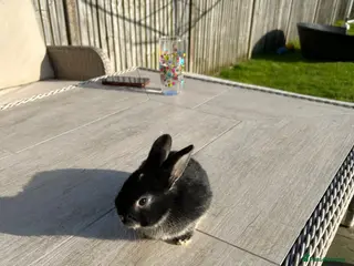 Dwarf Lop rabbits Dwarf lop rabbits for sale - Advert 1